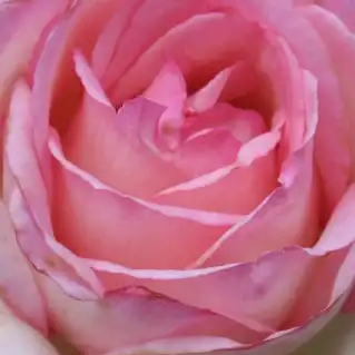 Trandafiri online - Roz - Alb - trandafir pentru straturi Floribunda - trandafir cu parfum discret - Rosa Honoré de Balzac - Alain Meilland - ,-